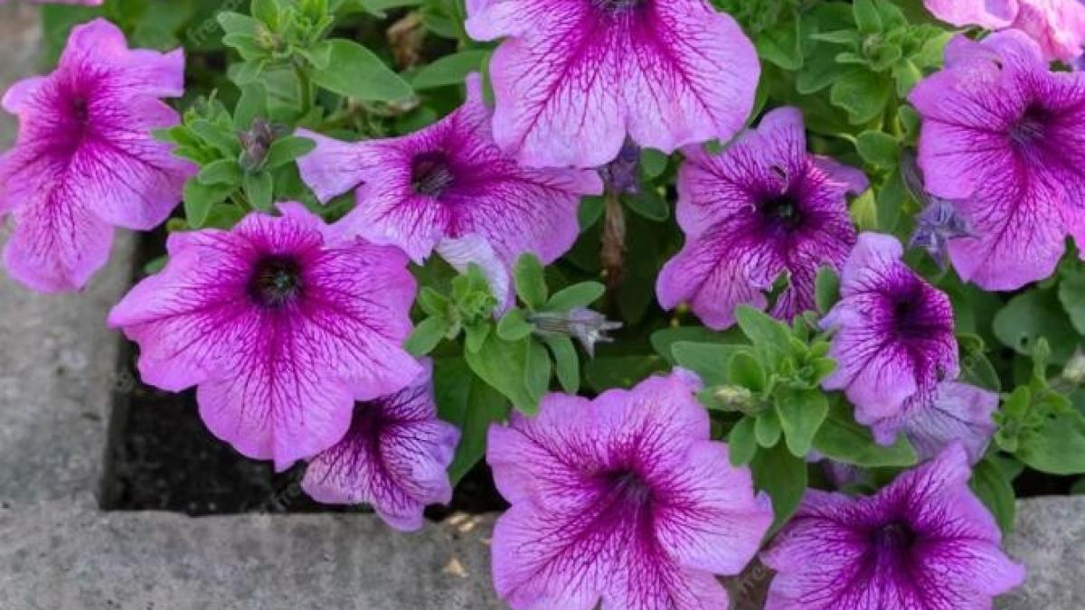 clematita--una-dintre-cele-mai-frumoase-flori-din-gradina--iata-cum-trebuie-ingrijita_42531200
