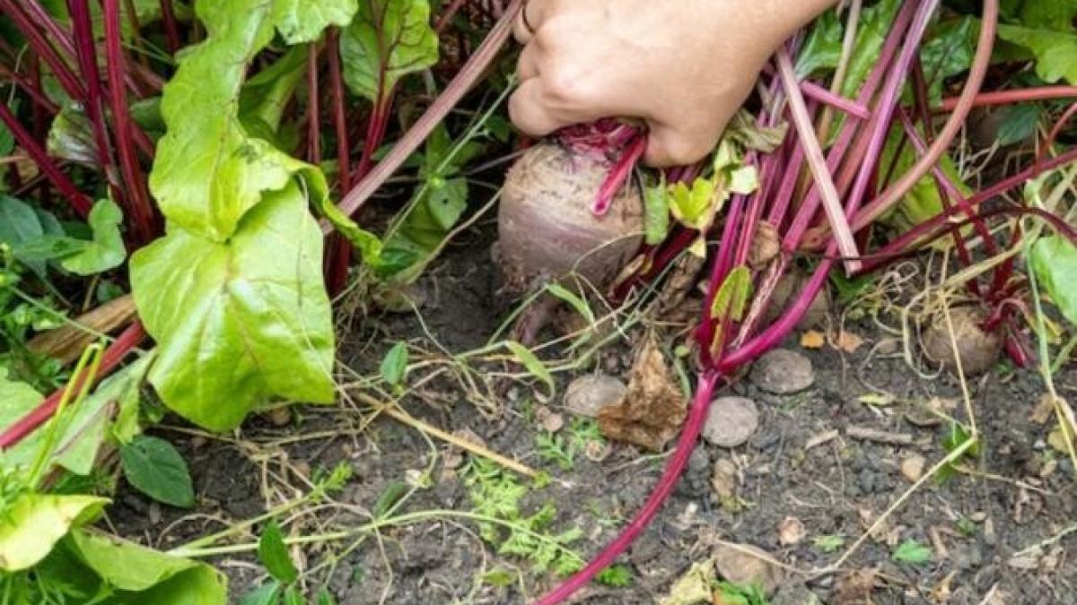 beneficiile-apei-sarate-pentru-sfecla-rosie--sfaturi-pentru-o-recolta-bogata_51255600