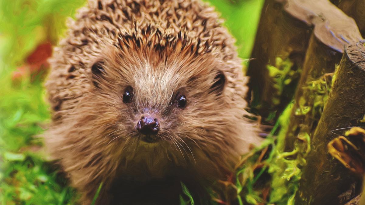 pexels-pixabay-260143_78810500