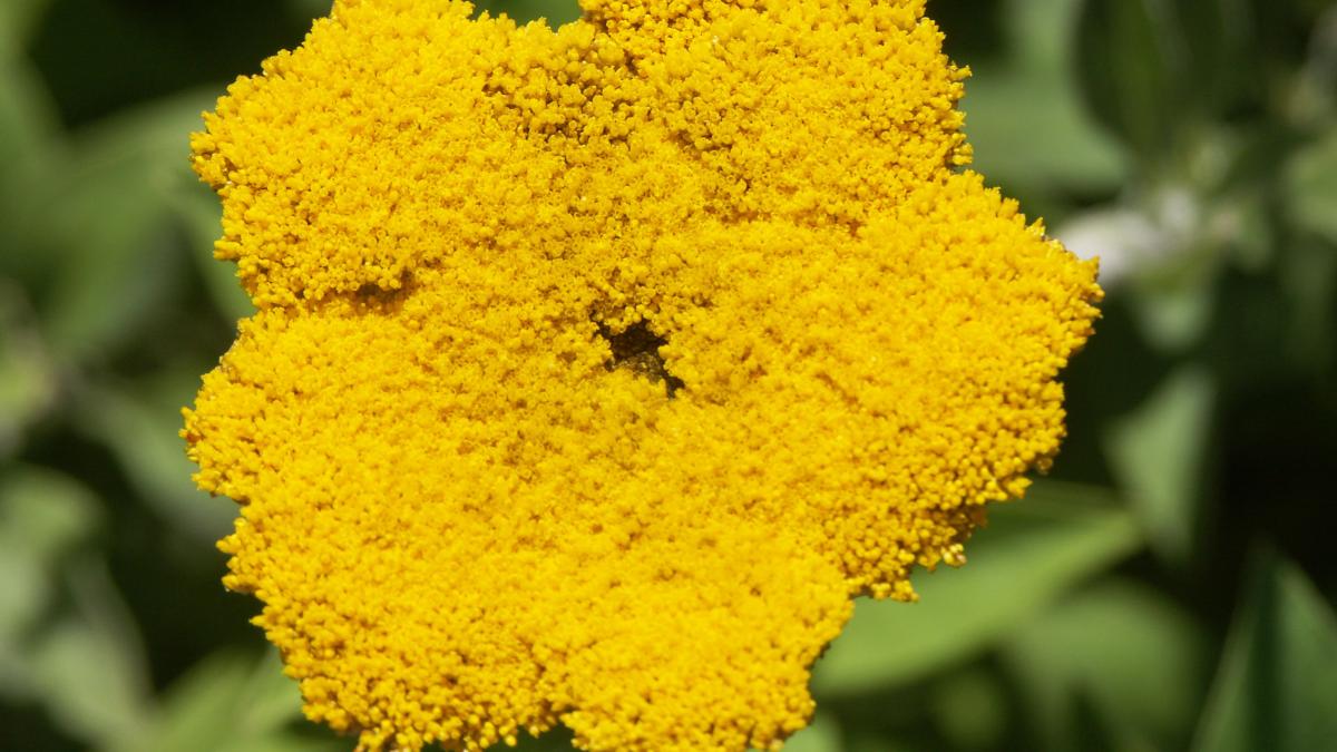 helichrysum_umbraculigerum_97942400