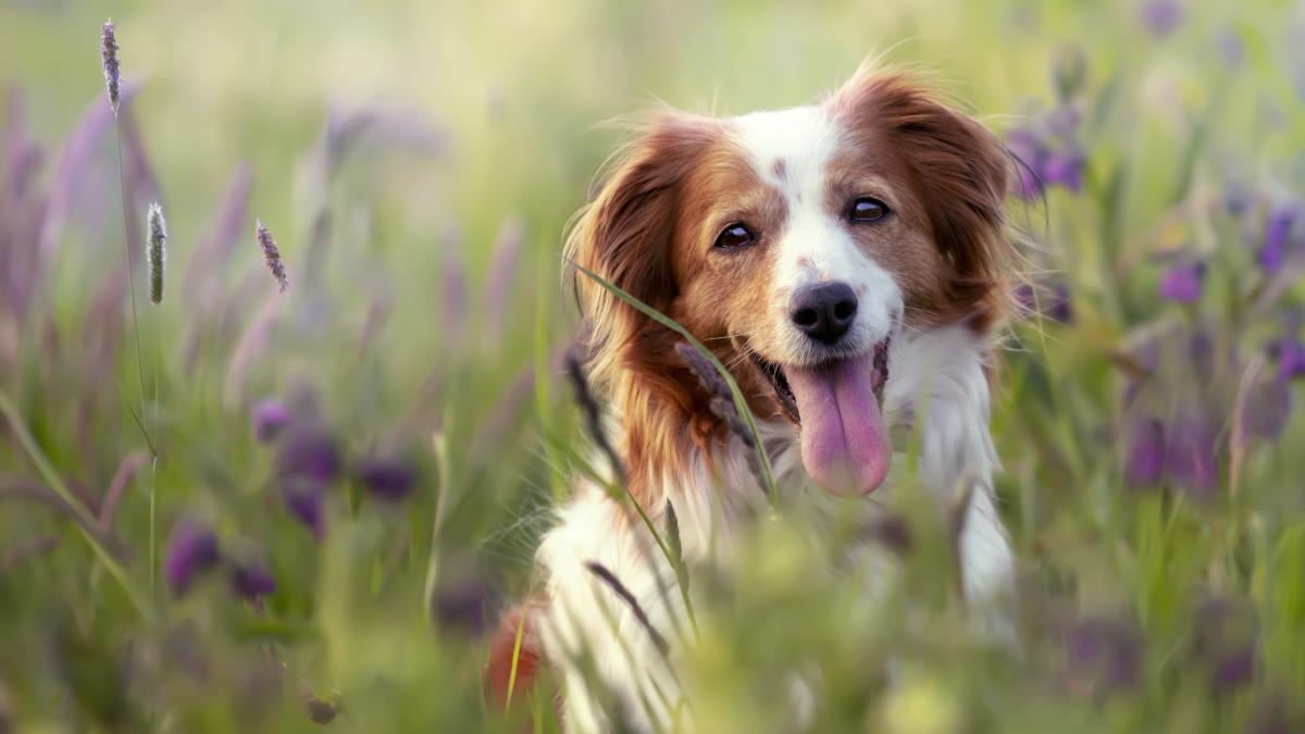 selective-focus-shot-adorable-kooikerhondje-dog-field_89833900