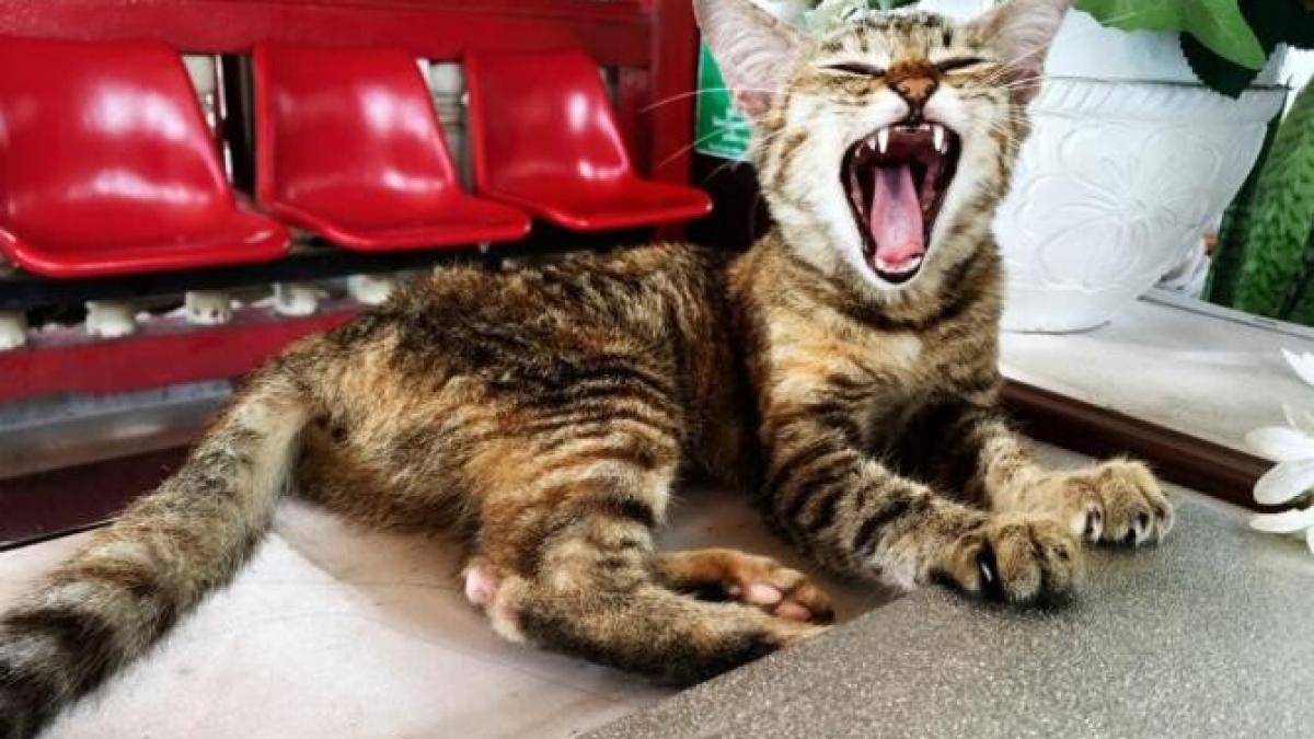 de-ce-stranuta-pisicile-si-cand-trebuie-sa-mergi-urgent-la-medic_56703000