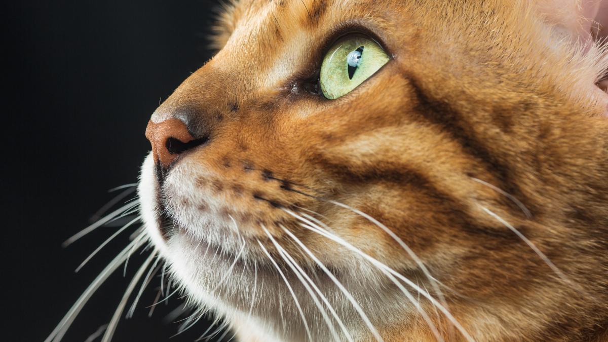 pisica-grasa_93643700