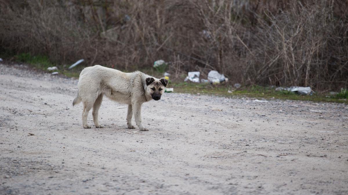 caine-maidanez_86789700