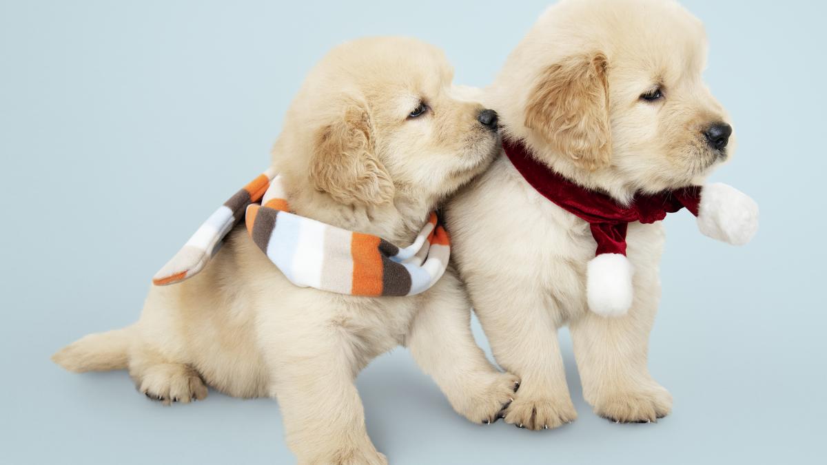 two-golden-retriever-puppies-wearing-scarves_57698200