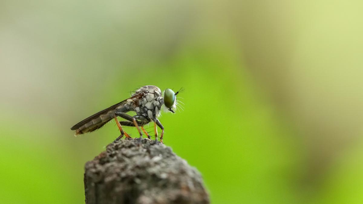 doua-noi-specii-de-insecte--pentru-prima-data-in-romania--cum-arata-este-posibil-sa-le-fi-avut-in-casa_32994800