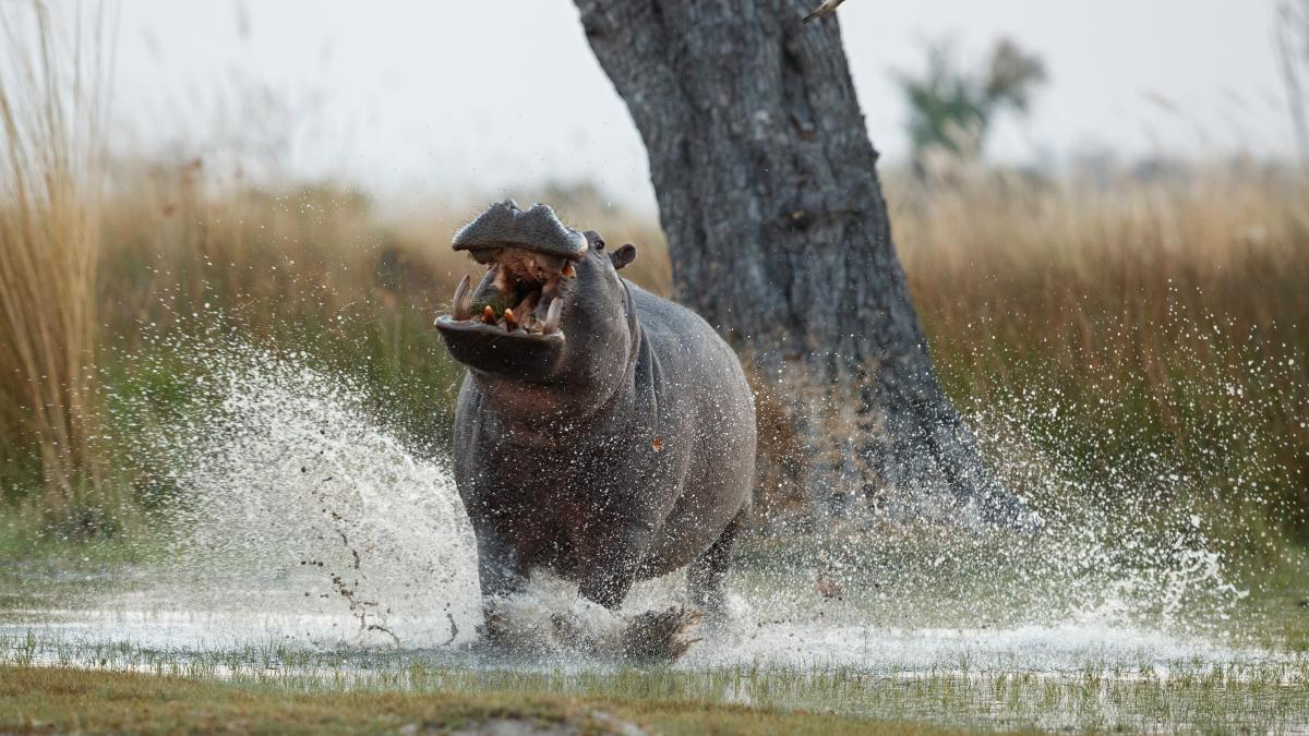 hipopotami-columbia_47829500