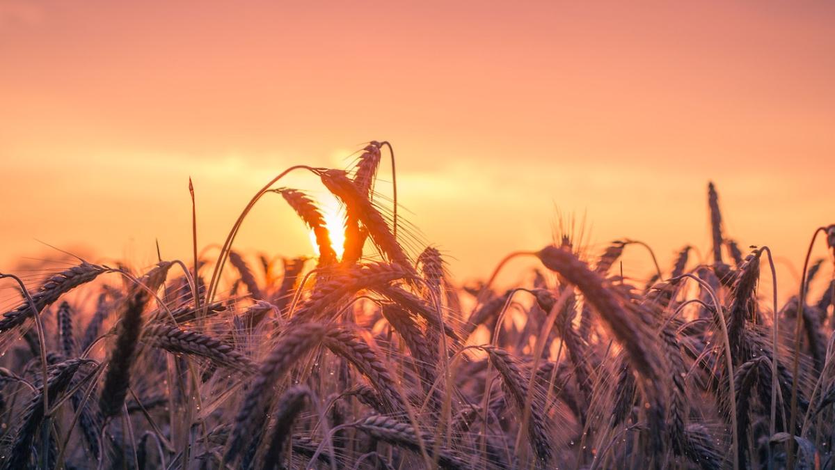 cereale-ucraina_45817500