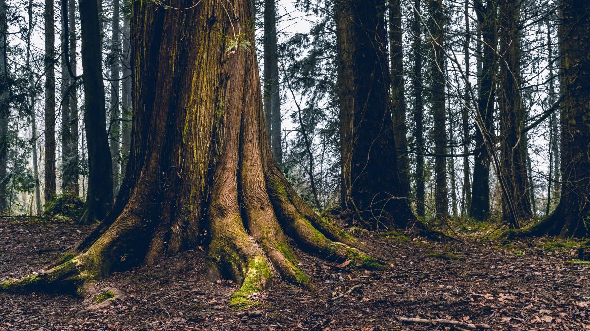 chiparos-de-5400-de-ani_95105400