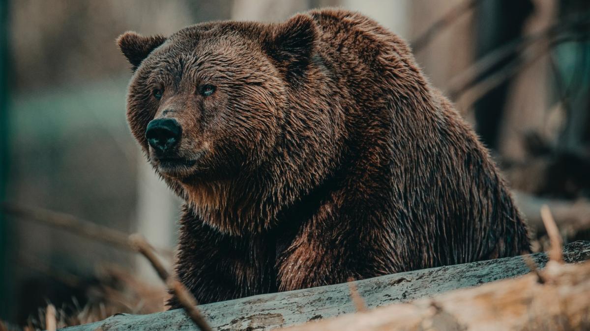 urs-la-peles_80922300