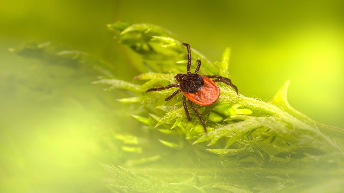 ce-faci-daca-te-a-muscat-o-capusa_61227100