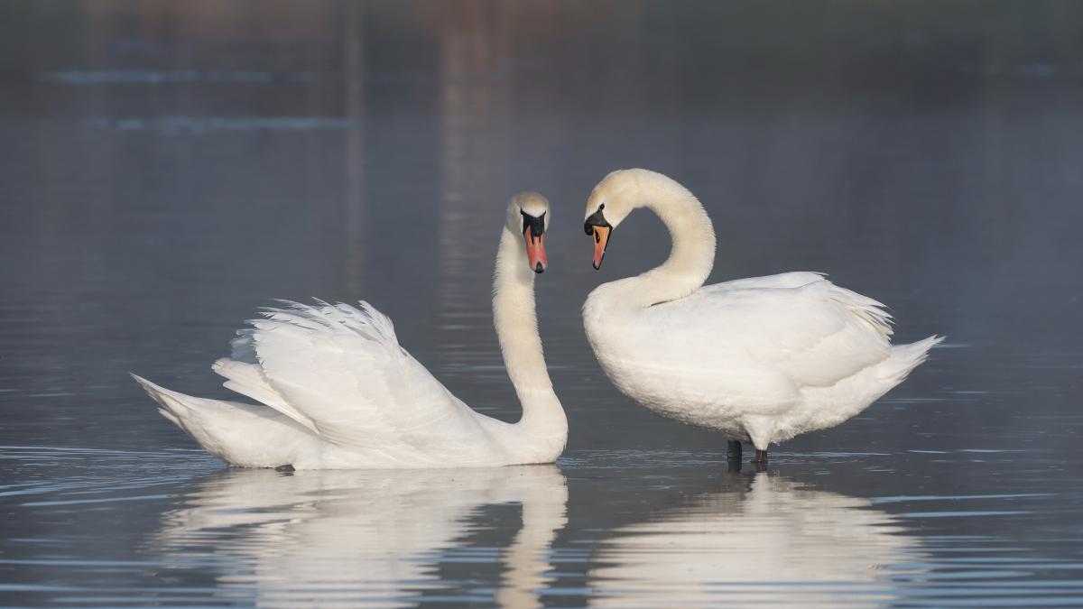 lebede-marea-britanie--lege_62270900