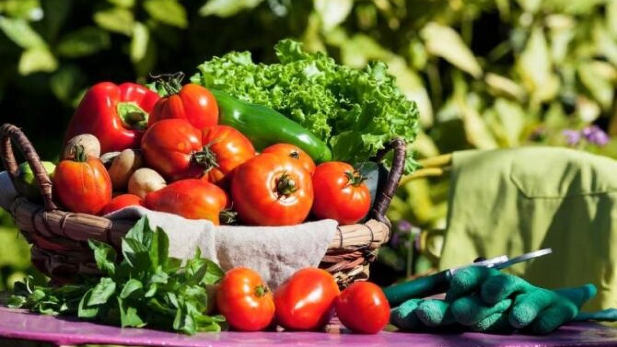 fertilizeaza-plantele-fara-substante-chimice-si-bucura-te-de-o-recolta-bogata_85514000