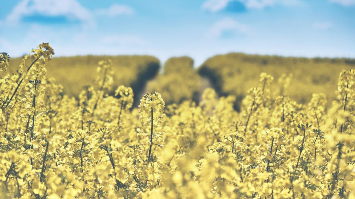 vremea-in-weekend--elena-mateescu-anm--prognoza-meteo_60825000