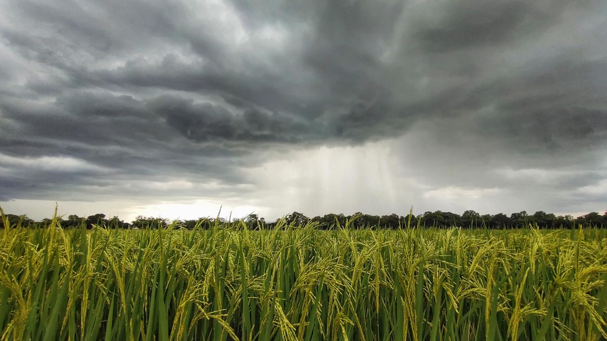 cultura-ploaie_47417500