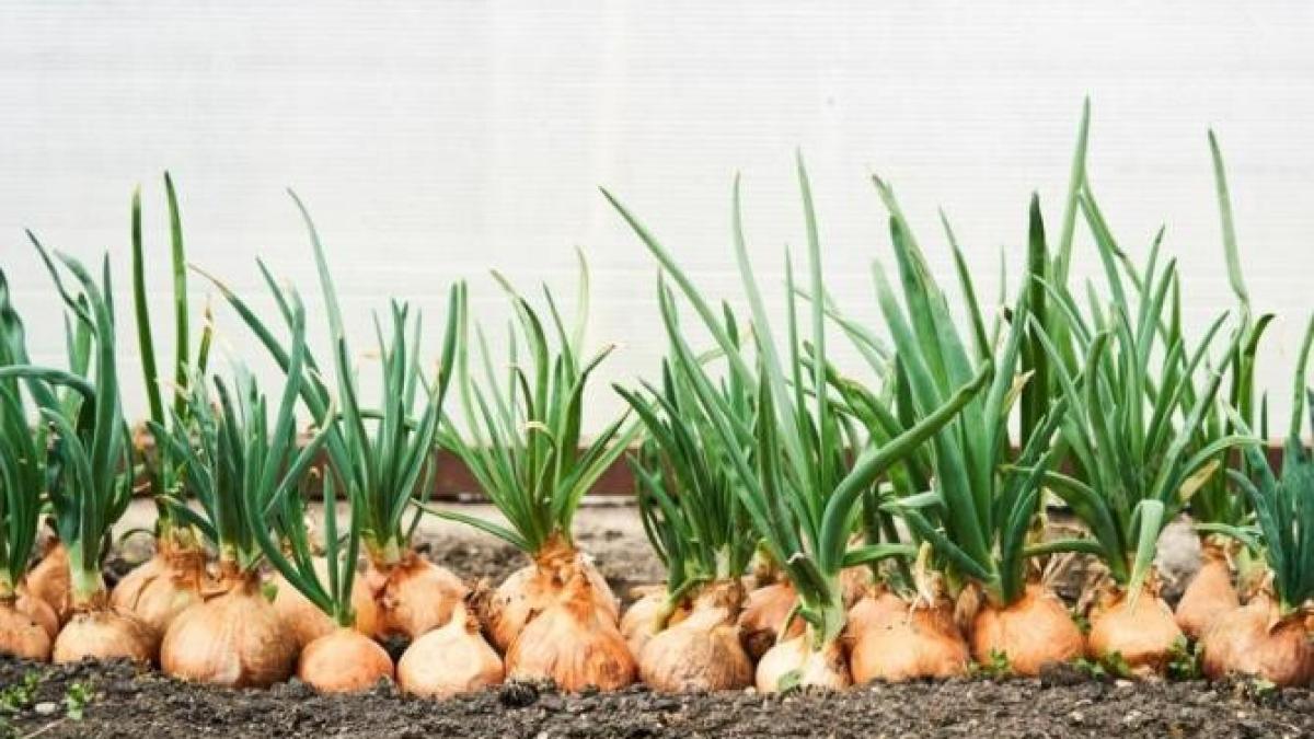cel-mai-bun-ingrasamant-pentru-ceapa--toti-vecinii-te-vor-invidia-pentru-recolta-uriasa_58777700