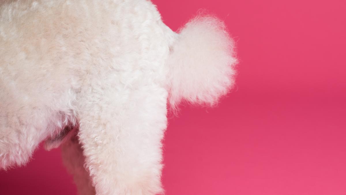 pexels-goochie-poochie-grooming-3299895_34620700