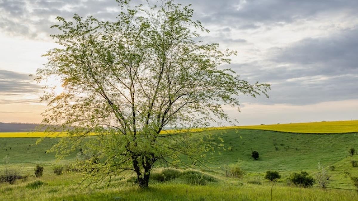 vreme-22-mai-19-iunie_84863200