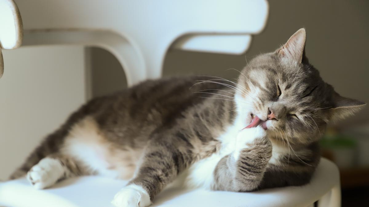 pexels-cats-coming-3712095_34304500