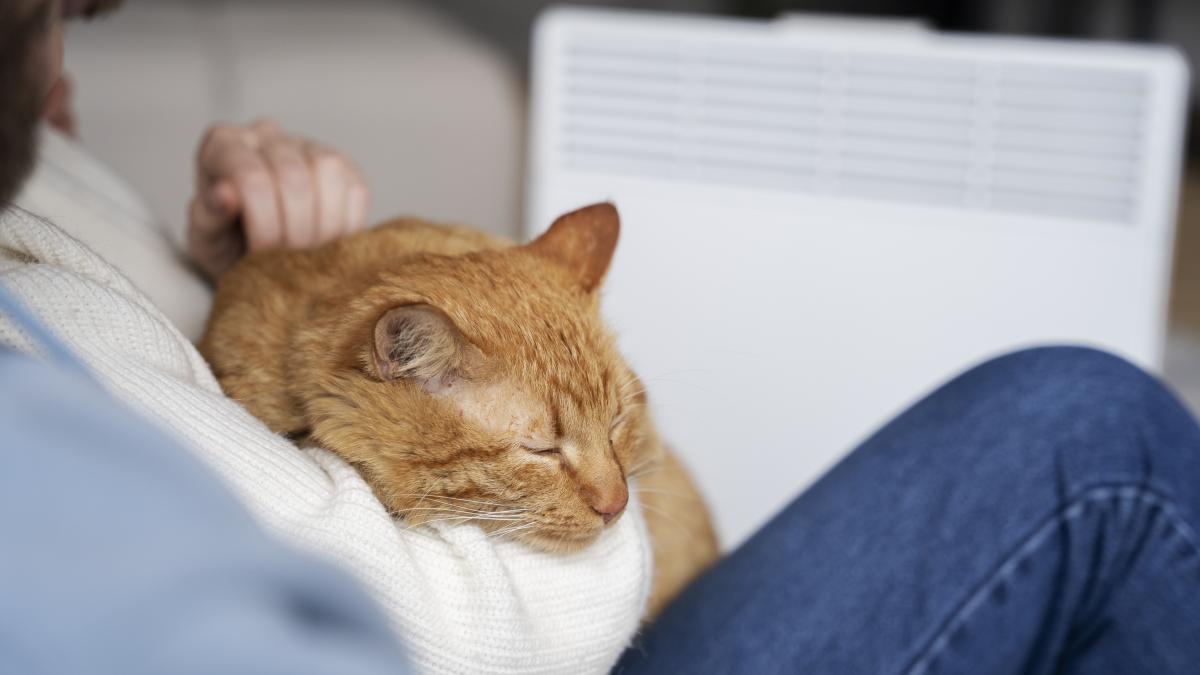 cute-cat-sleeping-owner-s-arms_48326900