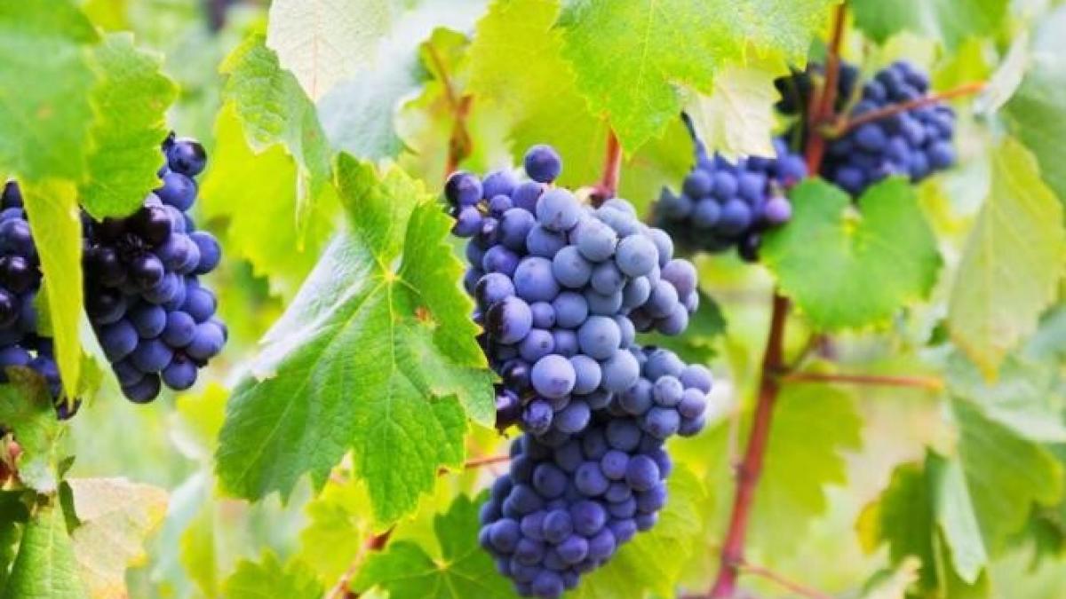 hraneste-strugurii-cu-un-ingrasamant-ieftin--boabele-vor-fi-mari-si-dulci_85792400