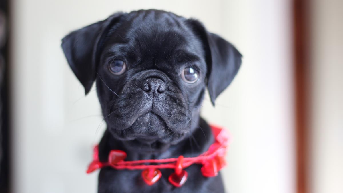 pexels-karla-ayala-15673279_78015000