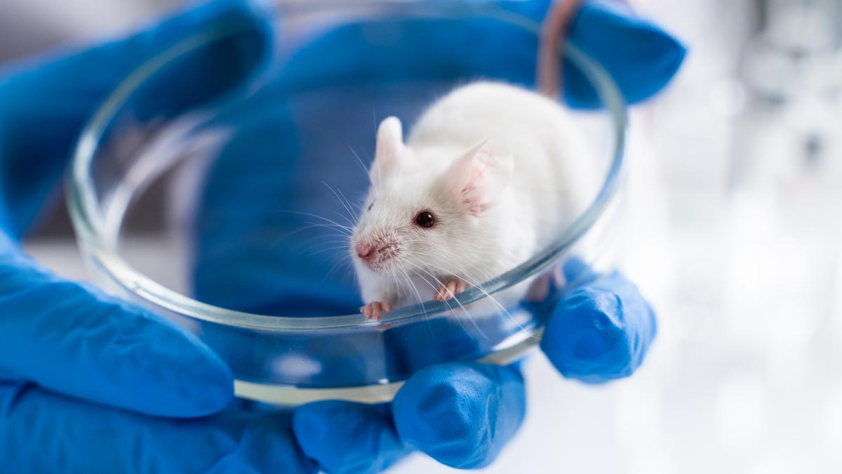 experimente-pe-soareci_22732500