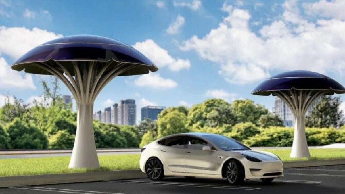 copaci-solari_90019300