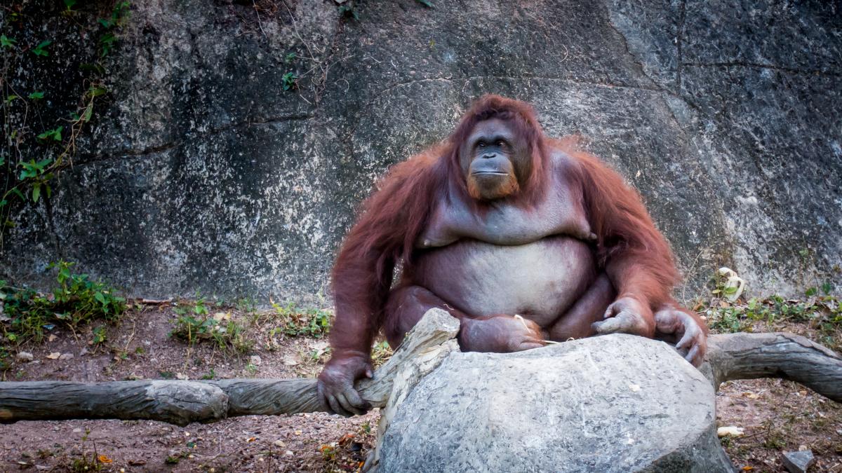 urangutan_28418900