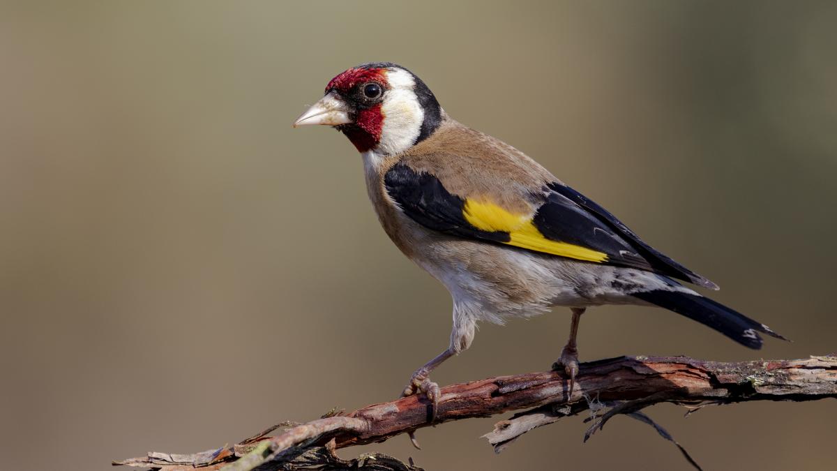 sticlete-pasare_67733600