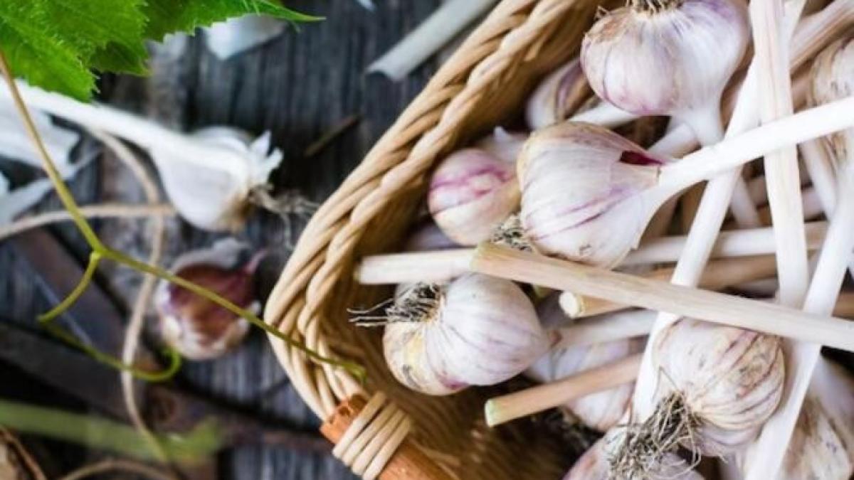 cum-sa-hranesti-usturoiul--astfel-incat-sa-nu-se-usuce-si-sa-creasca-cat-pumnul_28406100