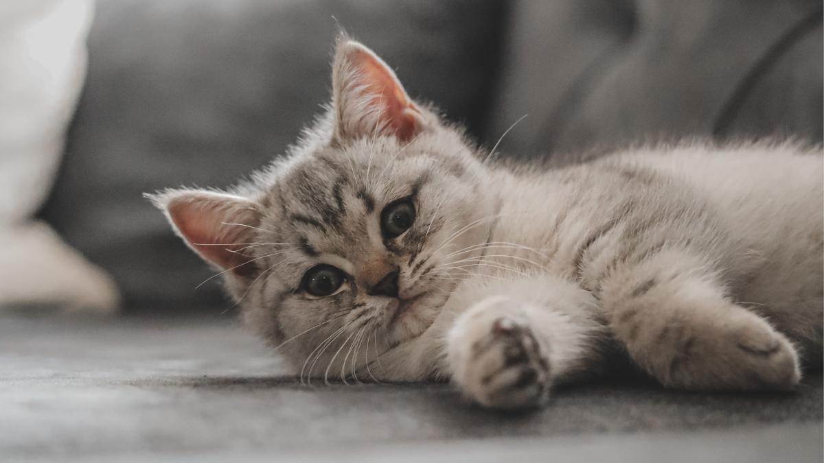 pexels-furkan-bayraktaroglu-16978942_88982600