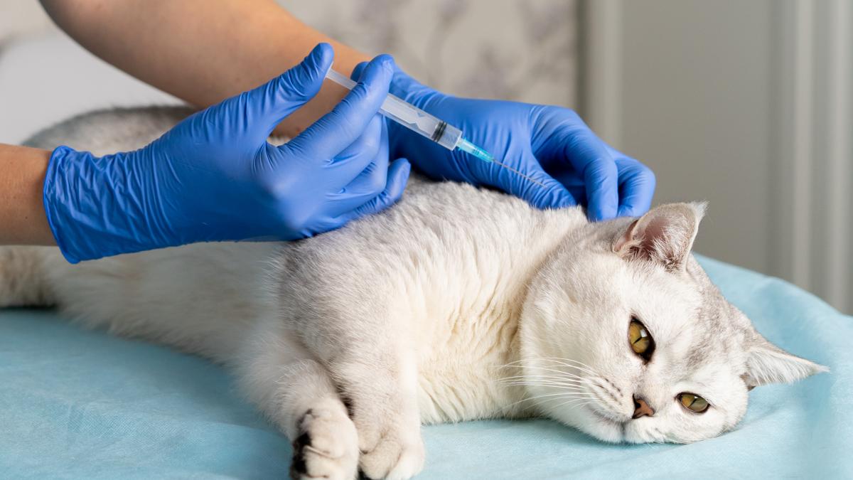 contraceptiv-injectabil_62401400