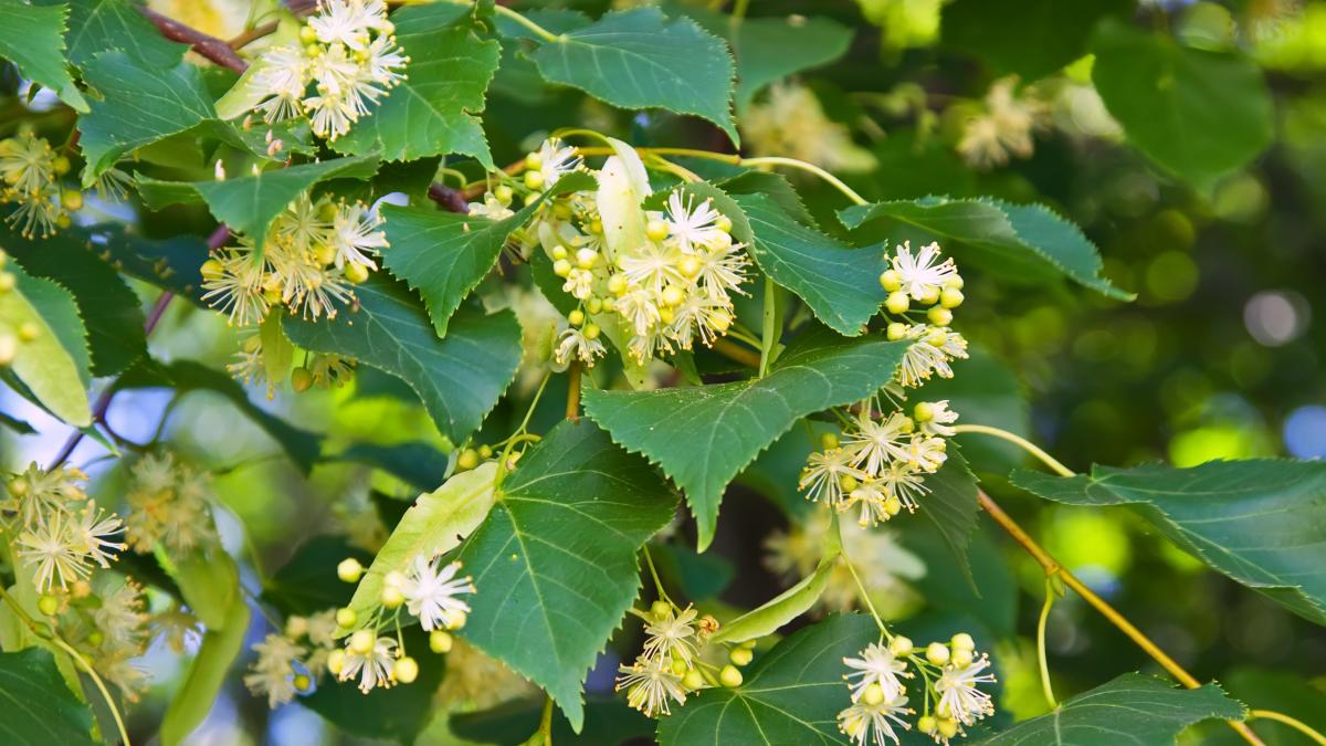 flori-de-tei_21065500