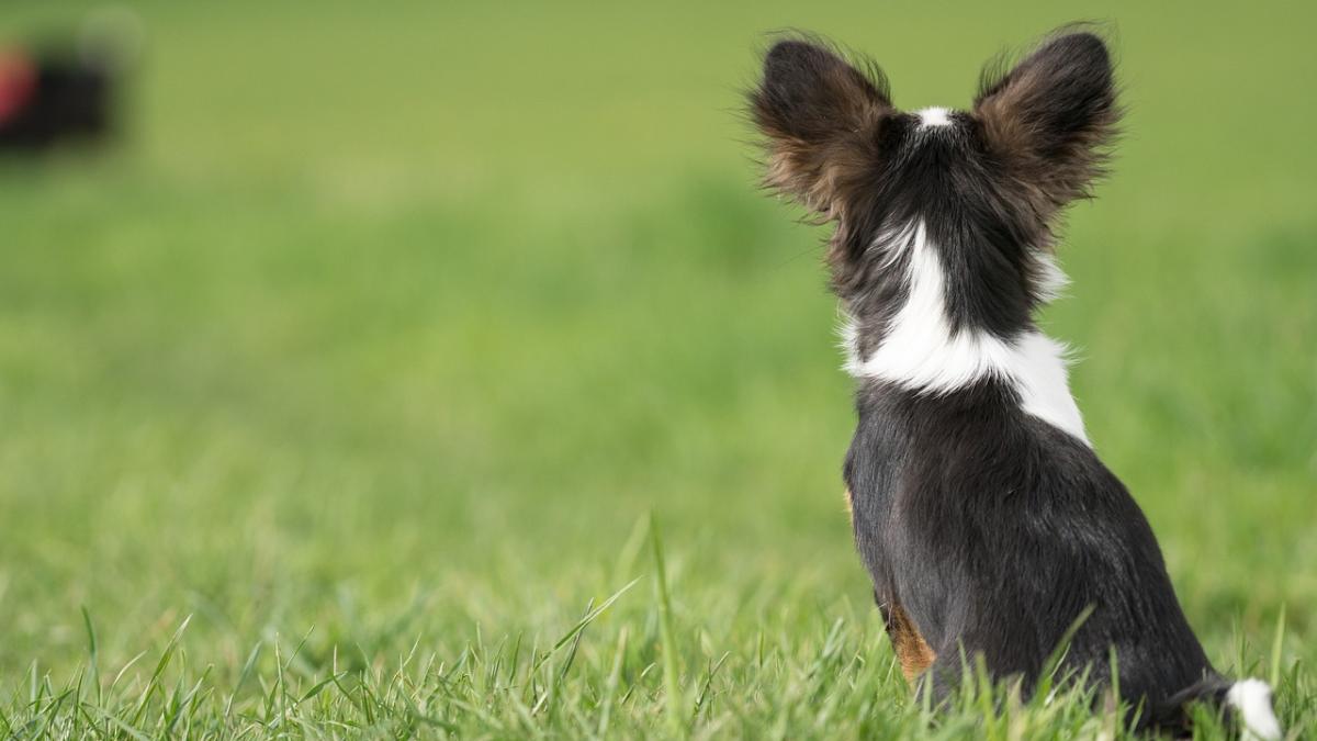 caine-spate-de-ce_20421700