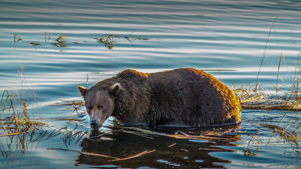 urs-inot-olt_70145900