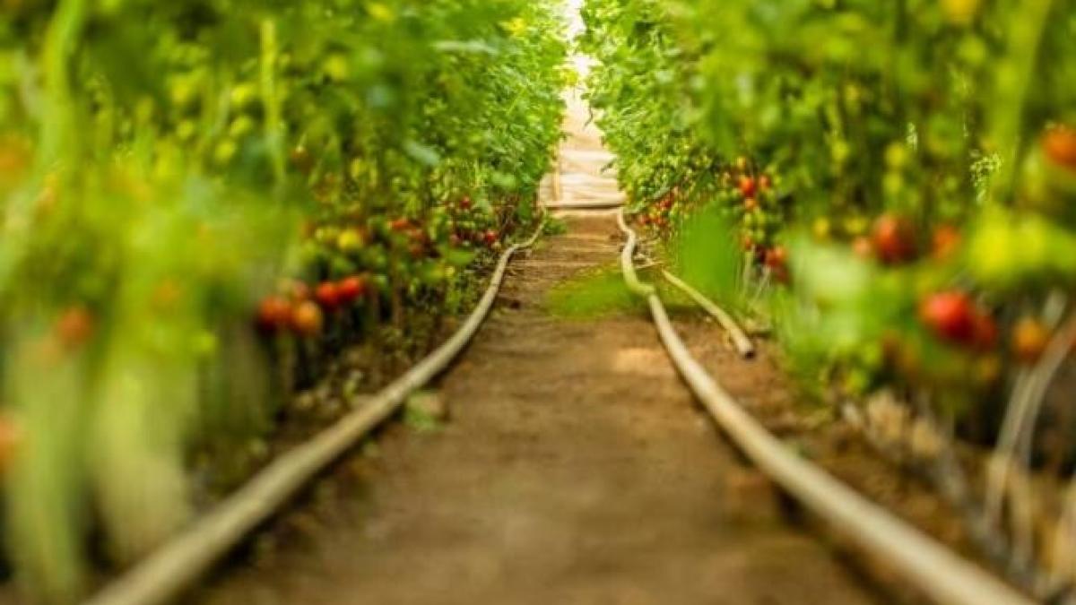 cum-se-ingrijesc-rosiile-in-iunie--cinci-sfaturi-pentru-o-recolta-buna_66851300