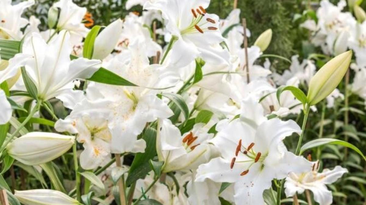 crinii-vor-inflori-luxuriant--3-reguli-pe-care-gradinarii-amatori-le-uita_82667600
