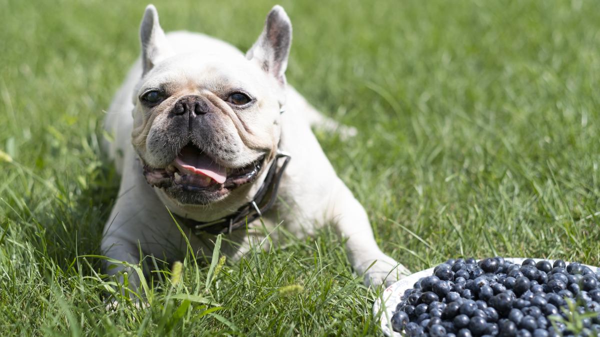 caini-struguri_26723300