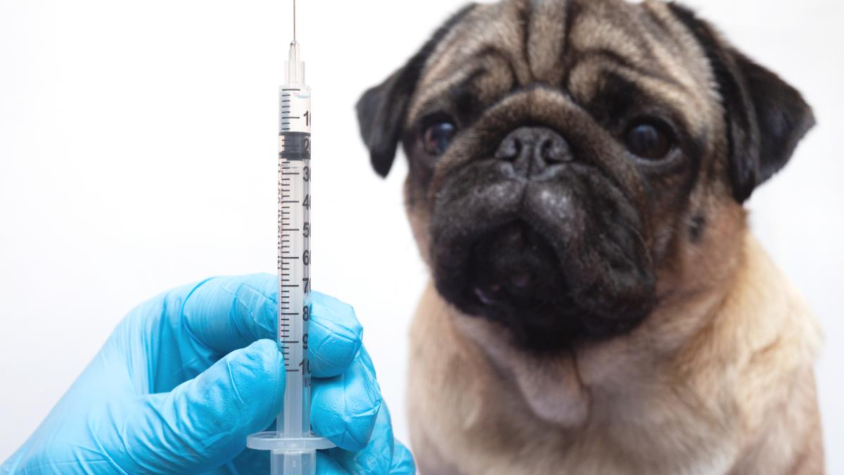 vaccin-caine_86261700