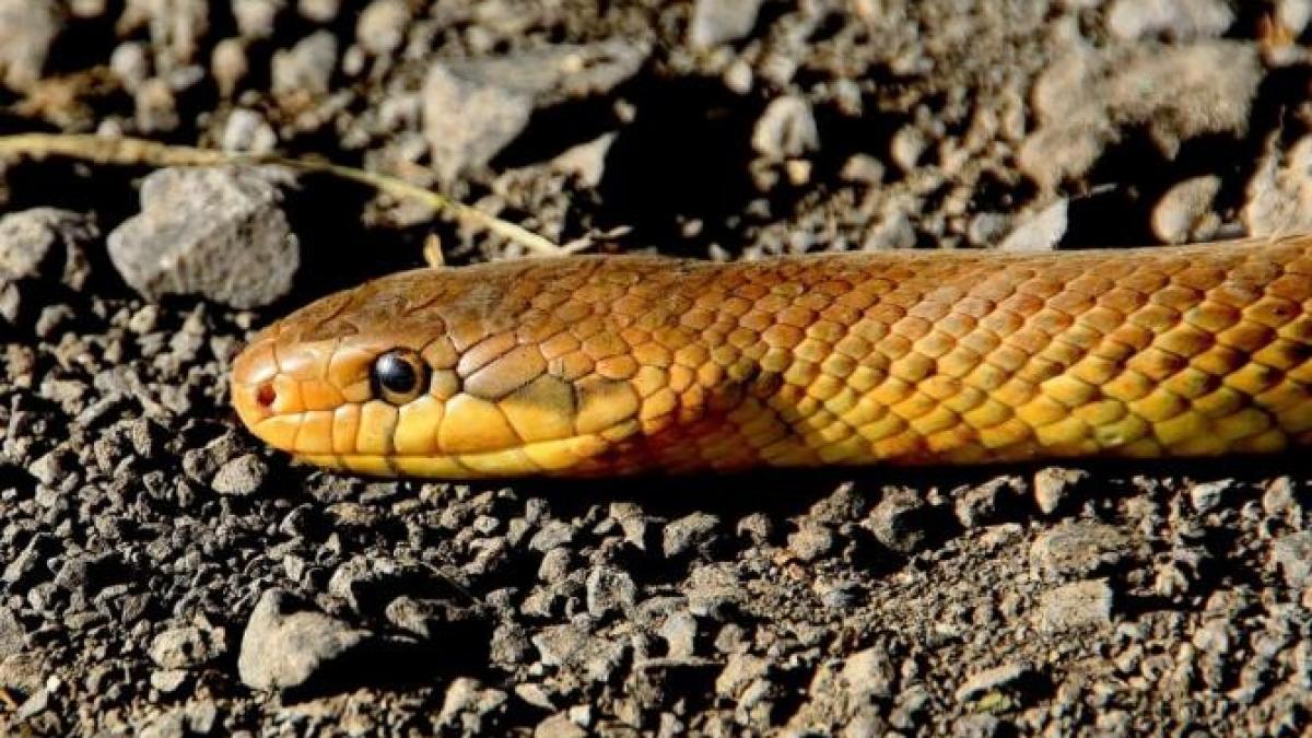 ai-voie-sau-nu-sa-iti-plimbi-sarpele-prin-parc-dezbatere-masiva-izbucnita-pe-un-grup-online_75095600