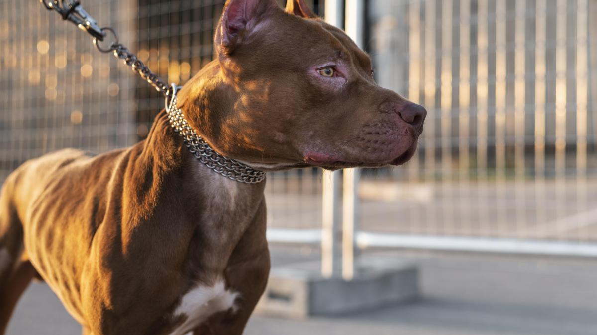 pitbull-caine-animal_31767500