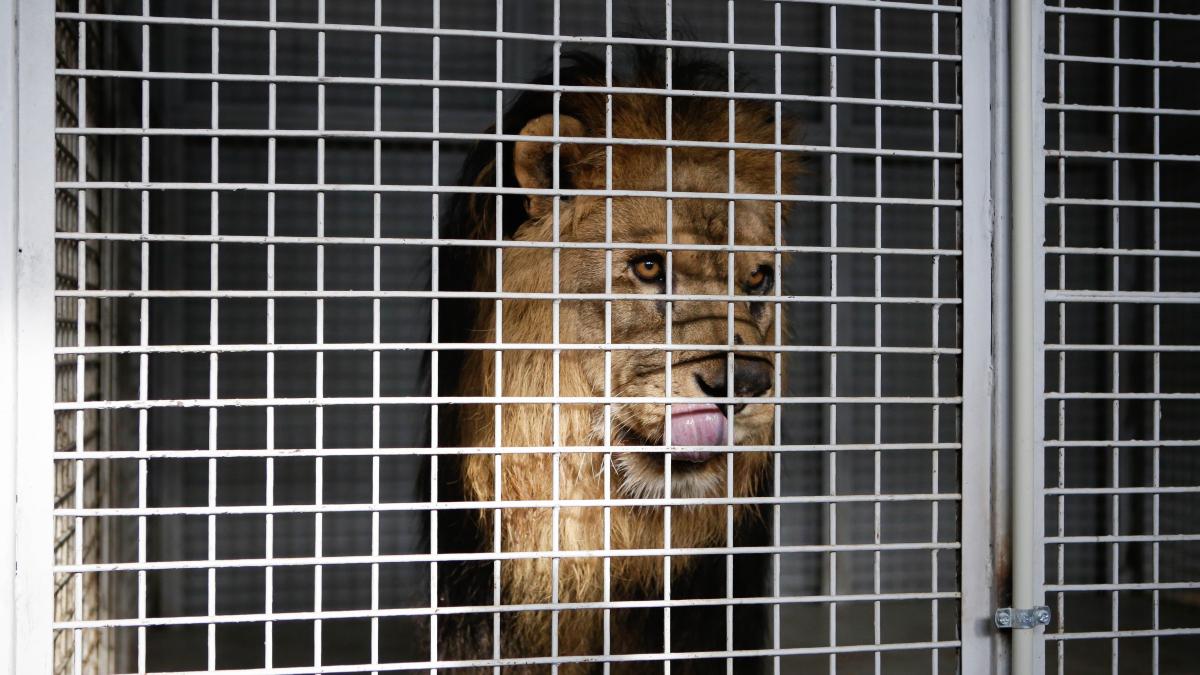 animale-circ_83886500