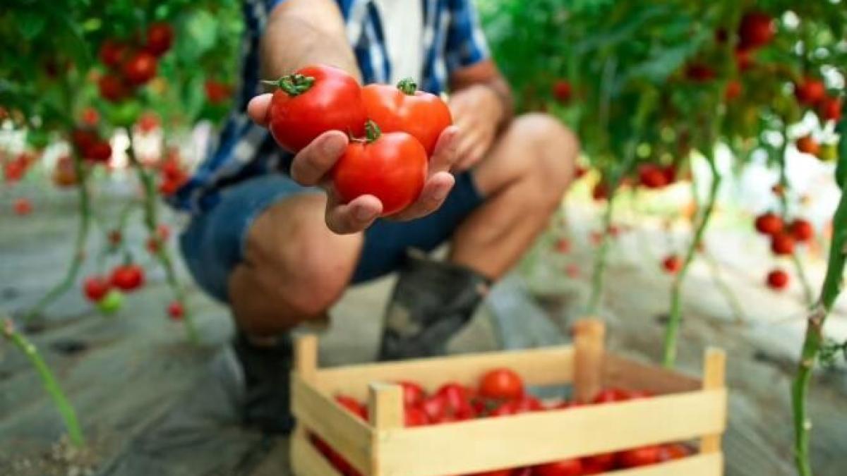 cel-mai-bun-ingrasamant-pentru-rosii--costa-un-ban--dar-rezultatul-este-impresionant_31177200