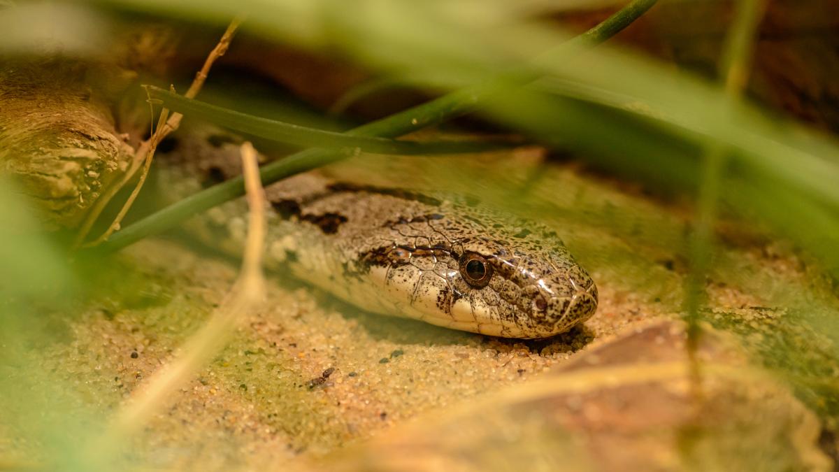 pexels-petr-ganaj-15596182_98185800