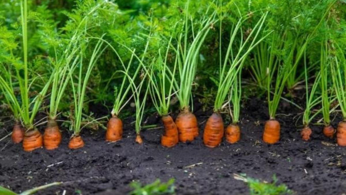 hraneste-tufele-de-morcovi-cu-cel-mai-simplu-ingrasamant-si-vei-vedea-cat-de-mari-vor-cresteprc-c2prc-a0legumele_04758700