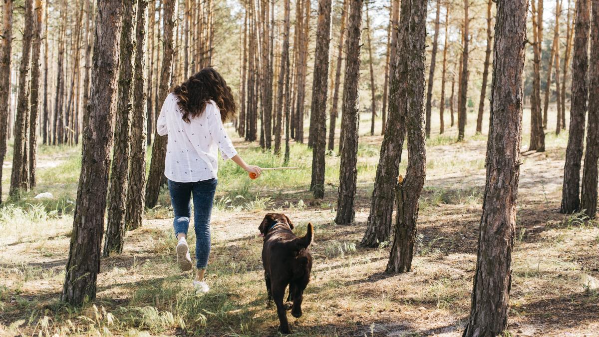 caine-plimbare_85350800