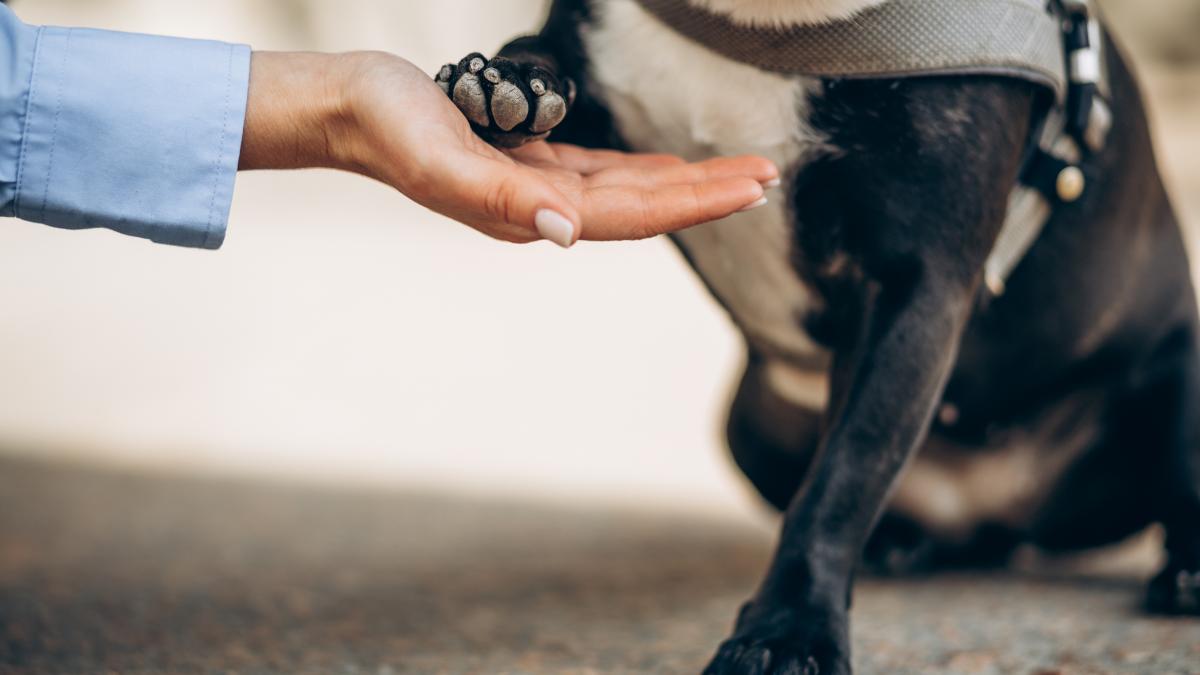 animal-caine_06194000