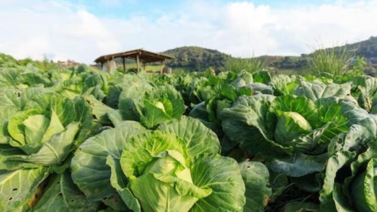 varza-va-fi-mare--suculenta--crocanta-si-gustoasa--gradinarii-au-dezvaluit-trei-secrete_38678300