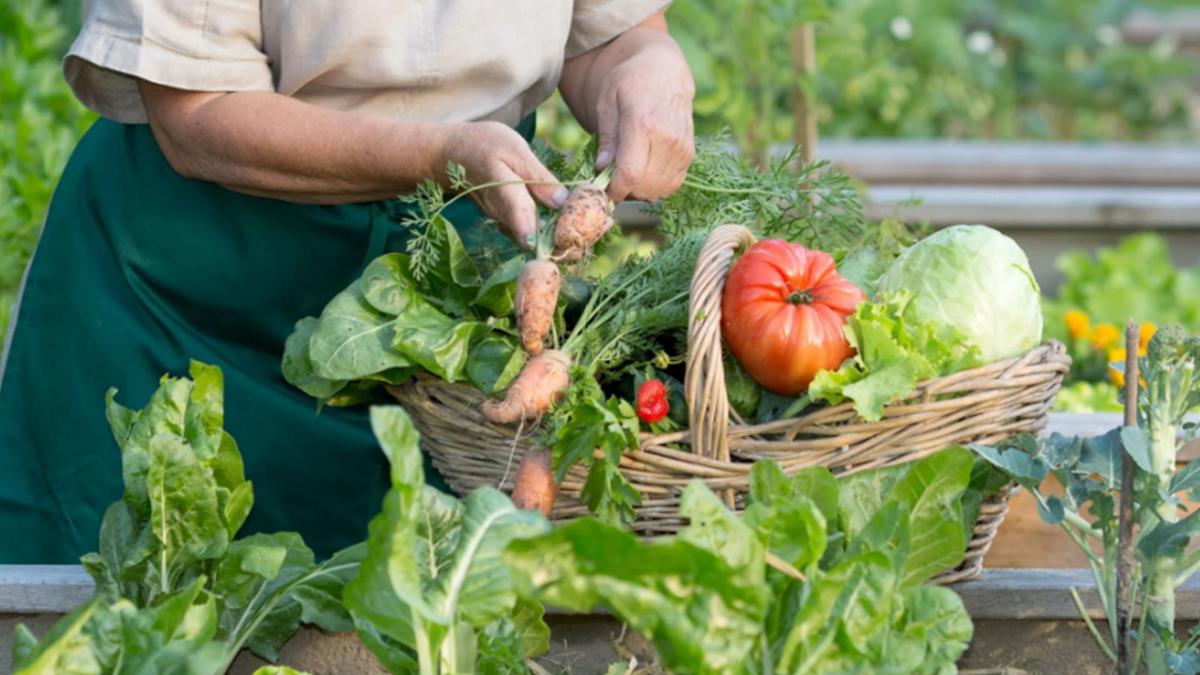 dcnews-ro-regalfermierul-rojpg_42137200